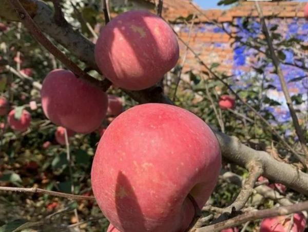 “收購商不來收”，去年的果子沒賣完，果農無奈倒掉