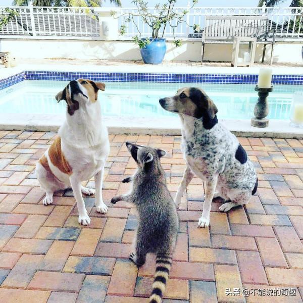 樹上掉下浣熊寶寶,她接納小生命成為家人,見證了一段奇妙的友誼 樹上掉下浣熊寶寶,她接納小生命成為家人,見證了一段奇妙的友誼