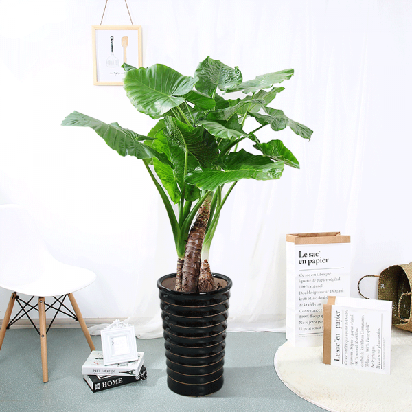 不適合養在室內的花，趕緊搬外面，再漂亮也不要養