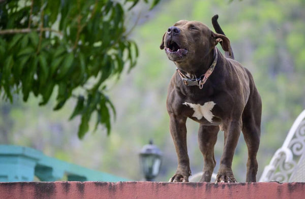 世界上那些危險的狗狗品種
