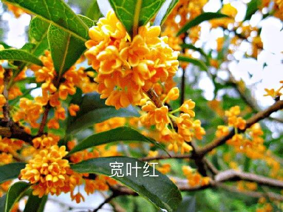 桂花品種分類（附：154個桂花培育品種分類表）