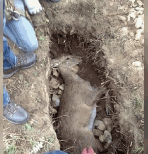 《當家主母》“喵咪事件”愈演愈烈,還有更殘忍的,都停止吧 《當家主母》“喵咪事件”愈演愈烈,還有更殘忍的,都停止吧