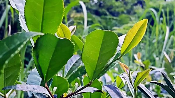 改變自己:“毋意,毋必,毋固,毋我”,無私無蔽,豁達通明 改變自己:“毋意,毋必,毋固,毋我”,無私無蔽,豁達通明