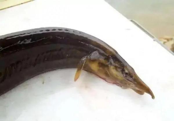 中國動植物(動物篇九) 中國動植物(動物篇九)