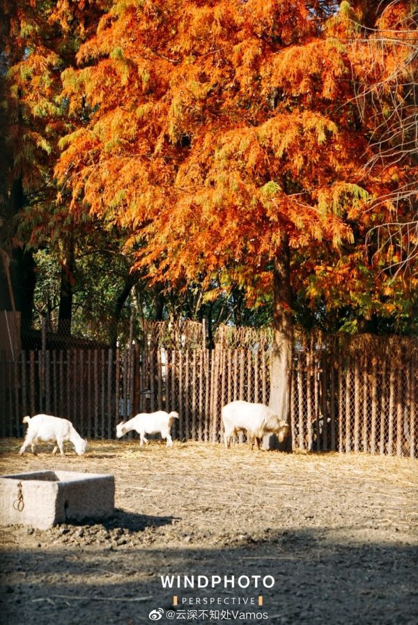 松江秋色，只服廣富林