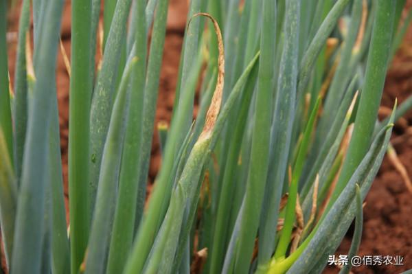 大蔥葉片出現白點幹尖，是哪種原因造成的？農業專家告訴你咋防治
