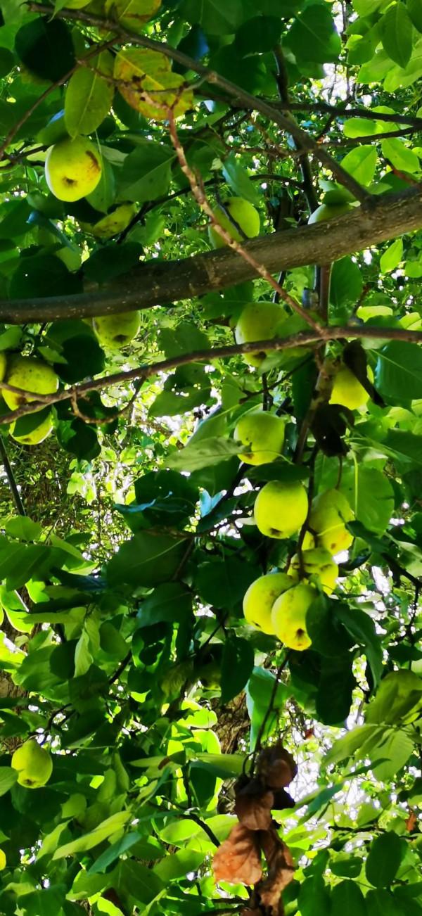 2021雲南遊-3 2021雲南遊-3