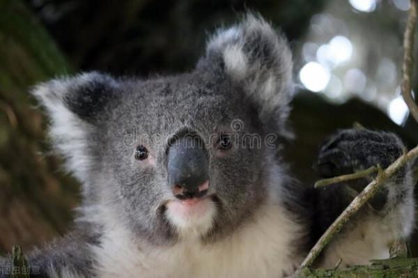 為什麼考拉從不擔心自己會被獵食者吃掉？因為它有兩個特點