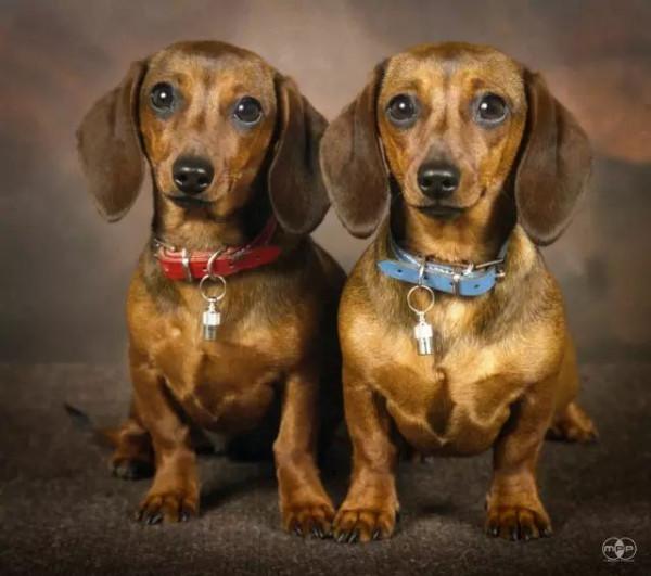 這些汪星人真的不是複製粘貼出來的嗎？太可愛了