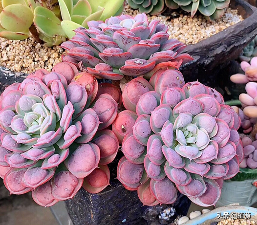 不要嫌棄雨滴醜,雨滴養得好,既能上色出狀態,也能爆盆 不要嫌棄雨滴醜,雨滴養得好,既能上色出狀態,也能爆盆