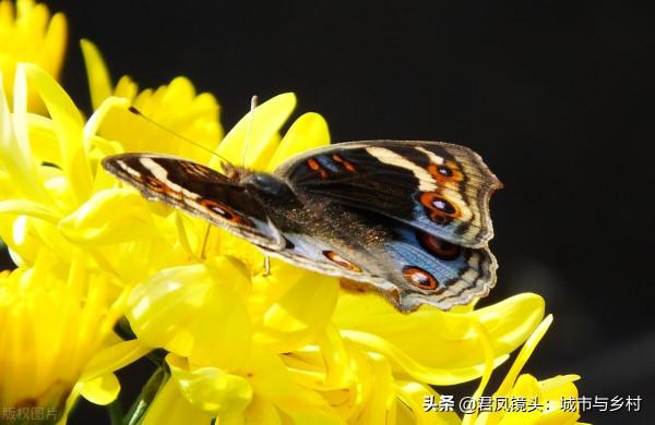 霜降：蝴蝶“賞”菊花