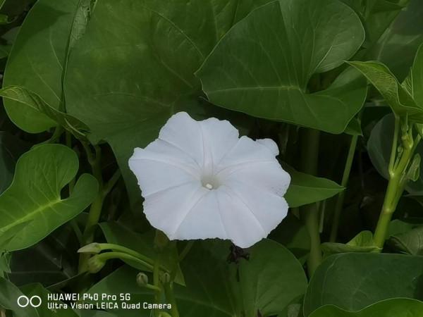 見過空心菜開的花嗎？