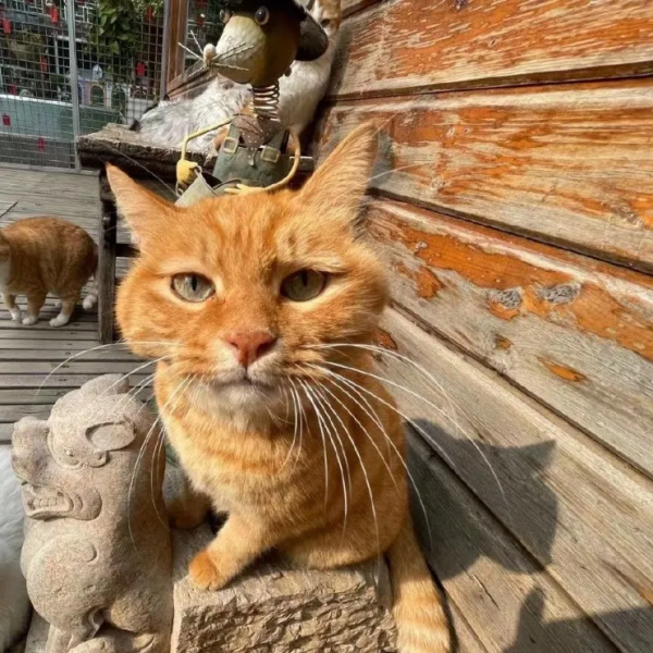 布能豹：我跑過最長的路是鏟屎官的套路