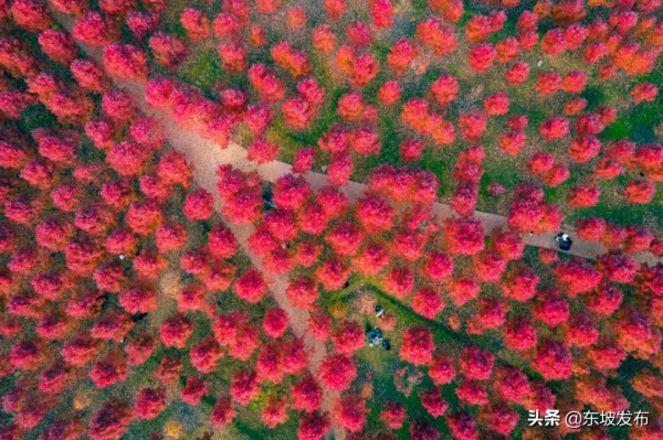 畫面太美！這裡的楓葉紅了 一定要去打卡喲～