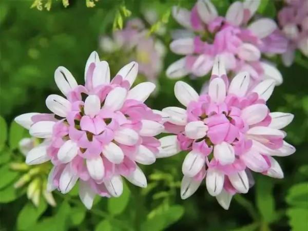 世界金獎醉美的花卉