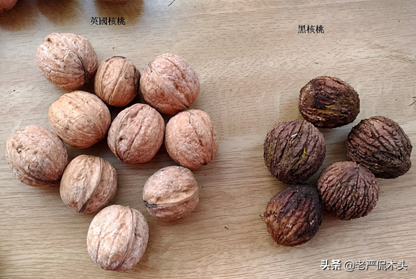 北美黑胡桃是核桃嗎，黑胡桃木又是怎麼回事