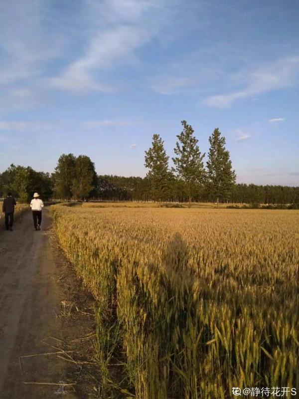 帶著父母回農村，把老院子種滿花，過簡單生活