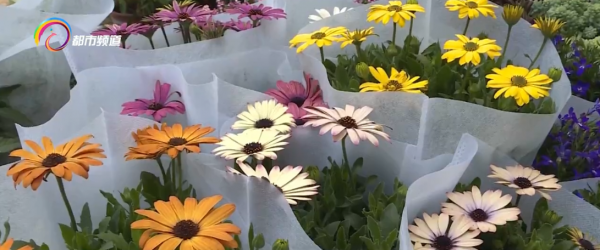 雙節臨近 盆栽花消費漸熱