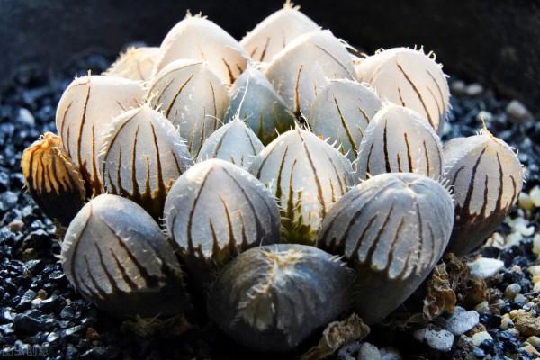 沒錯，我就是那個又菜又愛玩的養肉人