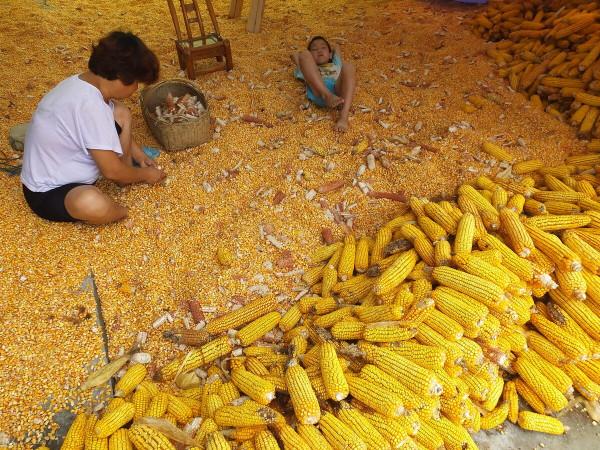 玉米大勢已去,低價進口大豆再來拍賣,玉米大豆將何去何從? 玉米大勢已去,低價進口大豆再來拍賣,玉米大豆將何去何從?