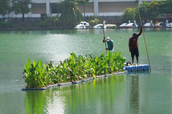 通訊：科倫坡生態浮島為水鳥打造新家