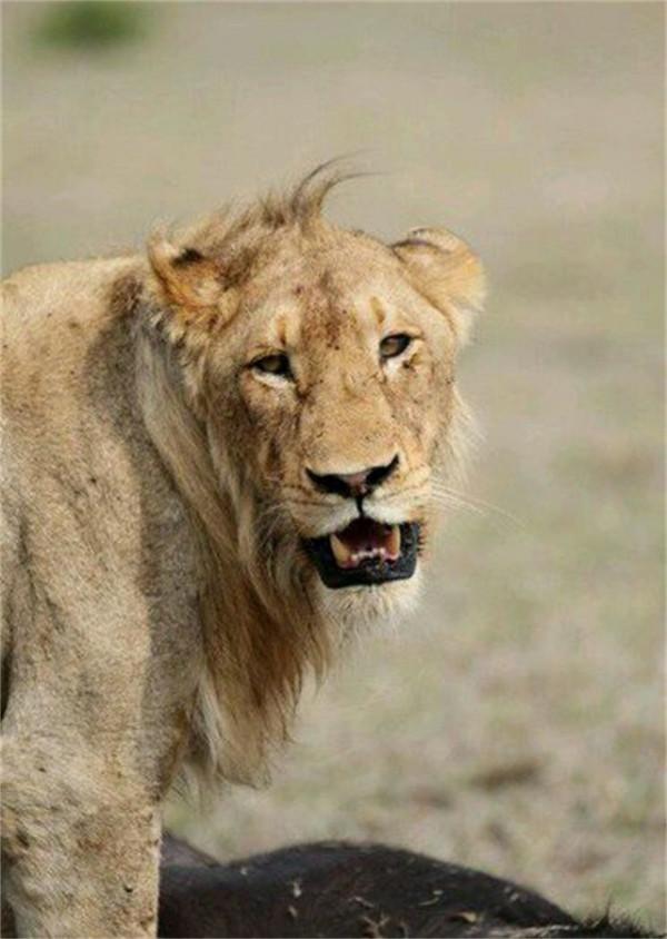 非洲幼獅冥河姐弟，相依為命四處流浪，失去姐姐後變成嗜血魔鬼