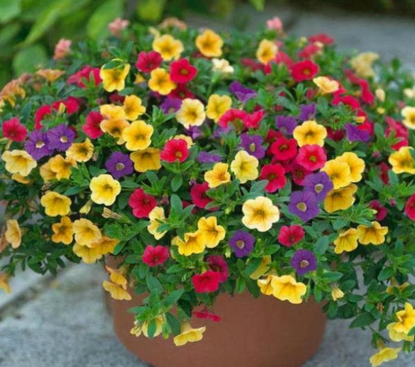 被譽為開花機器的6種花，不怕累，四季花開不斷