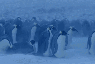 不穿秋褲的極地動物如何禦寒? 不穿秋褲的極地動物如何禦寒?