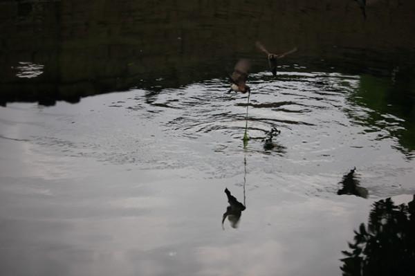 有誰知道這麻雀叼啄青苔有啥作用