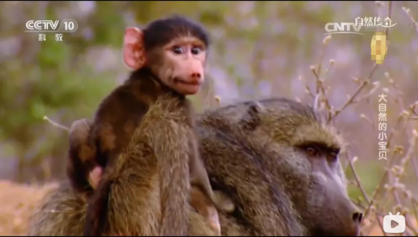 漲知識!學了這麼多育兒技巧,竟然還不如他們更懂孩子 漲知識!學了這麼多育兒技巧,竟然還不如他們更懂孩子