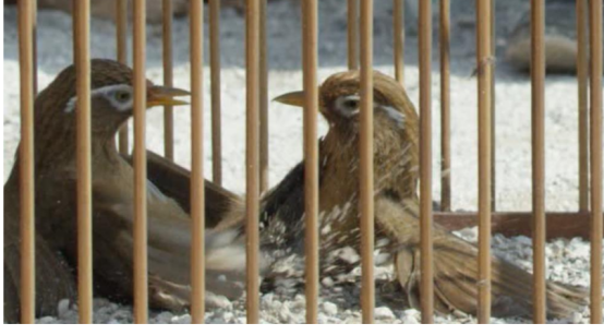 籠中鳥和林中鳥 籠中鳥和林中鳥