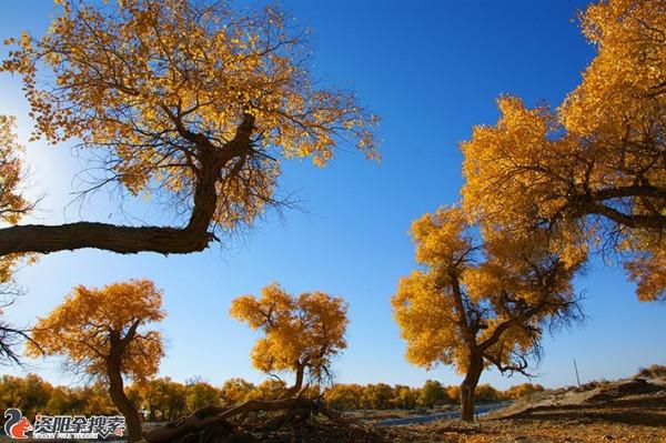 邂逅醉美金秋胡楊林
