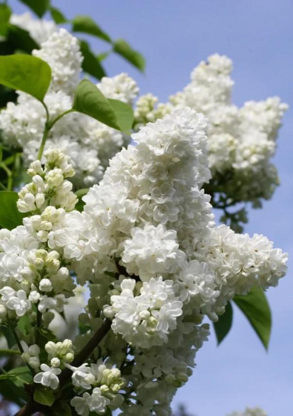 分享圖片，唯美浪漫丁香花