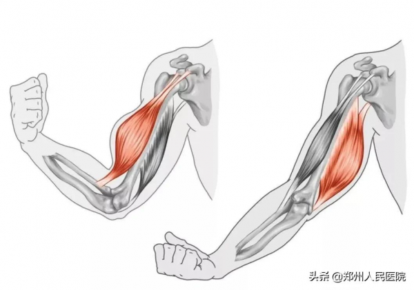 納尼?男子健身變身“大力水手”? 納尼?男子健身變身“大力水手”?