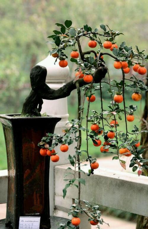 能養成老樁的“7種花”,吉祥大氣“生長年限長”,越養越喜歡 能養成老樁的“7種花”,吉祥大氣“生長年限長”,越養越喜歡