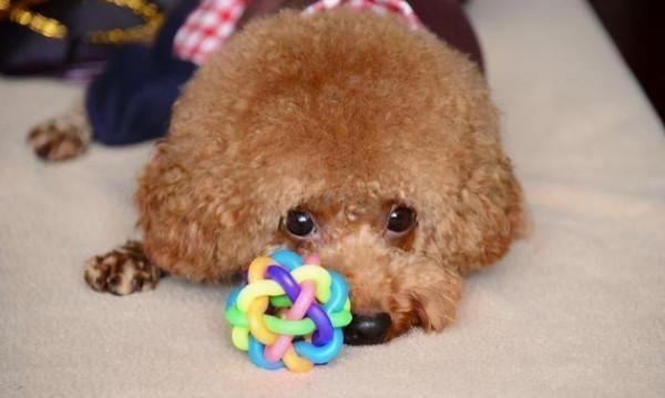 泰迪很脆弱的5個部位，再生氣也不能打，會丟了狗命的