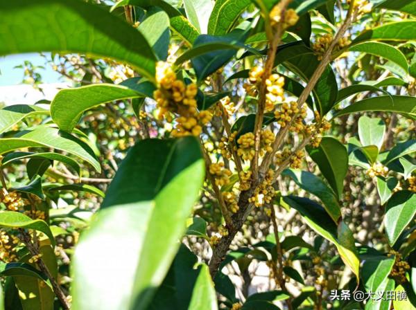 北方香氣濃郁的金桂，今年不僅爽約還發生了奇怪的變化，原因在此