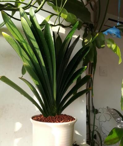 君子蘭有“6忌”，難怪越養越“糟糕”，新手看了可規避