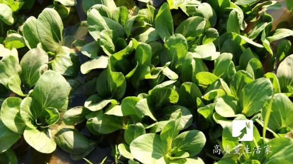 補鈣只能吃鈣片?快記住這個補鈣“公式” 補鈣只能吃鈣片?快記住這個補鈣“公式”