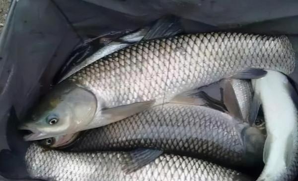 1次產卵多達138萬粒，吃水草就能長大，為何野生的草魚卻不多？