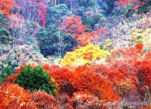 中國最美的10個紅葉景區,每一個都美到極致,你去過幾個? 中國最美的10個紅葉景區,每一個都美到極致,你去過幾個?