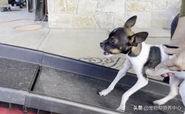 罕見畸形狗狗，許多獸醫沒把握，直到遇見他們，竟真有奇蹟