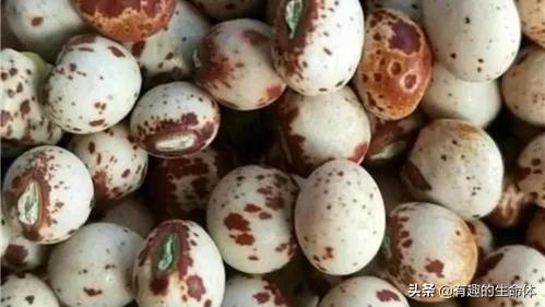 這14種豆類糧食你見過幾種，吃過幾種呢？很多人分不清是什麼豆子