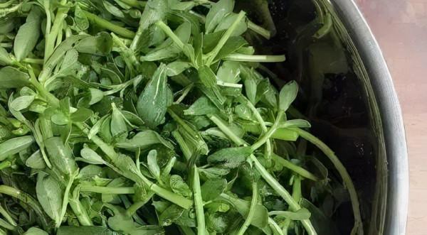 春天吃這4種&quot&semi;不花錢&quot&semi;的菜，比啥補藥都好！可惜很少人知道