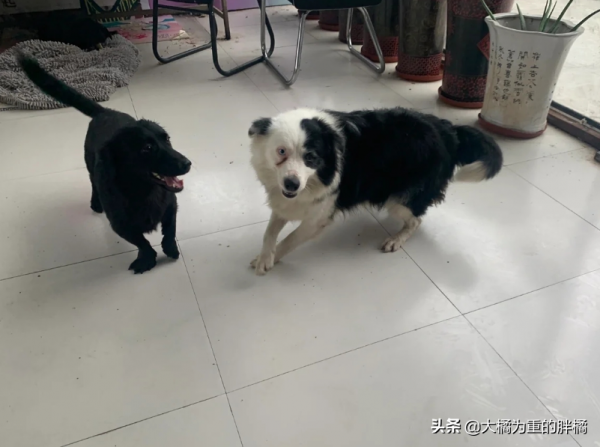 邊牧媽媽帶著小狗住廢墟，主人說它犯錯“受罰”，一喝酒就來打它