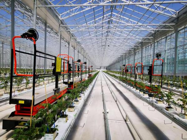 佔地9萬平方米投資2.1億的“豪橫”大棚,番茄長到20米,你見過嗎 佔地9萬平方米投資2.1億的“豪橫”大棚,番茄長到20米,你見過嗎