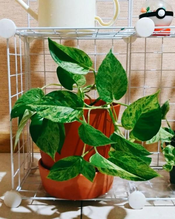 新手施肥指南，促進植物長葉開花很容易，選肥料和施肥時機很關鍵