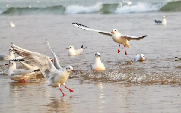 冬日精靈出沒山東！又是一年候鳥季，畫面美翻了！