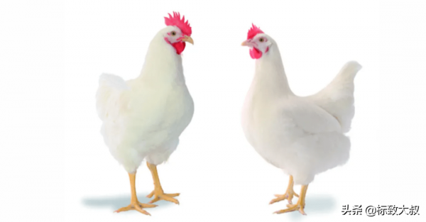 “生命的意義是什麼”?從出生到被殺只有42天,是一隻肉雞的使命 “生命的意義是什麼”?從出生到被殺只有42天,是一隻肉雞的使命