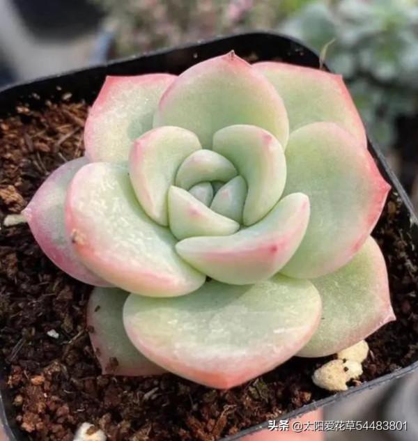 冬天是多肉的天下,不要錯過這4種肉肉,輕鬆一養就很美 冬天是多肉的天下,不要錯過這4種肉肉,輕鬆一養就很美